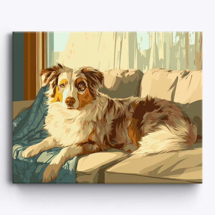 Australian Shepherd Schatten