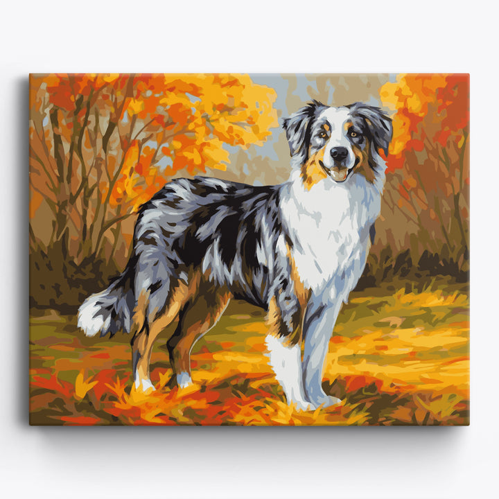 Herbst Australian Shepherd