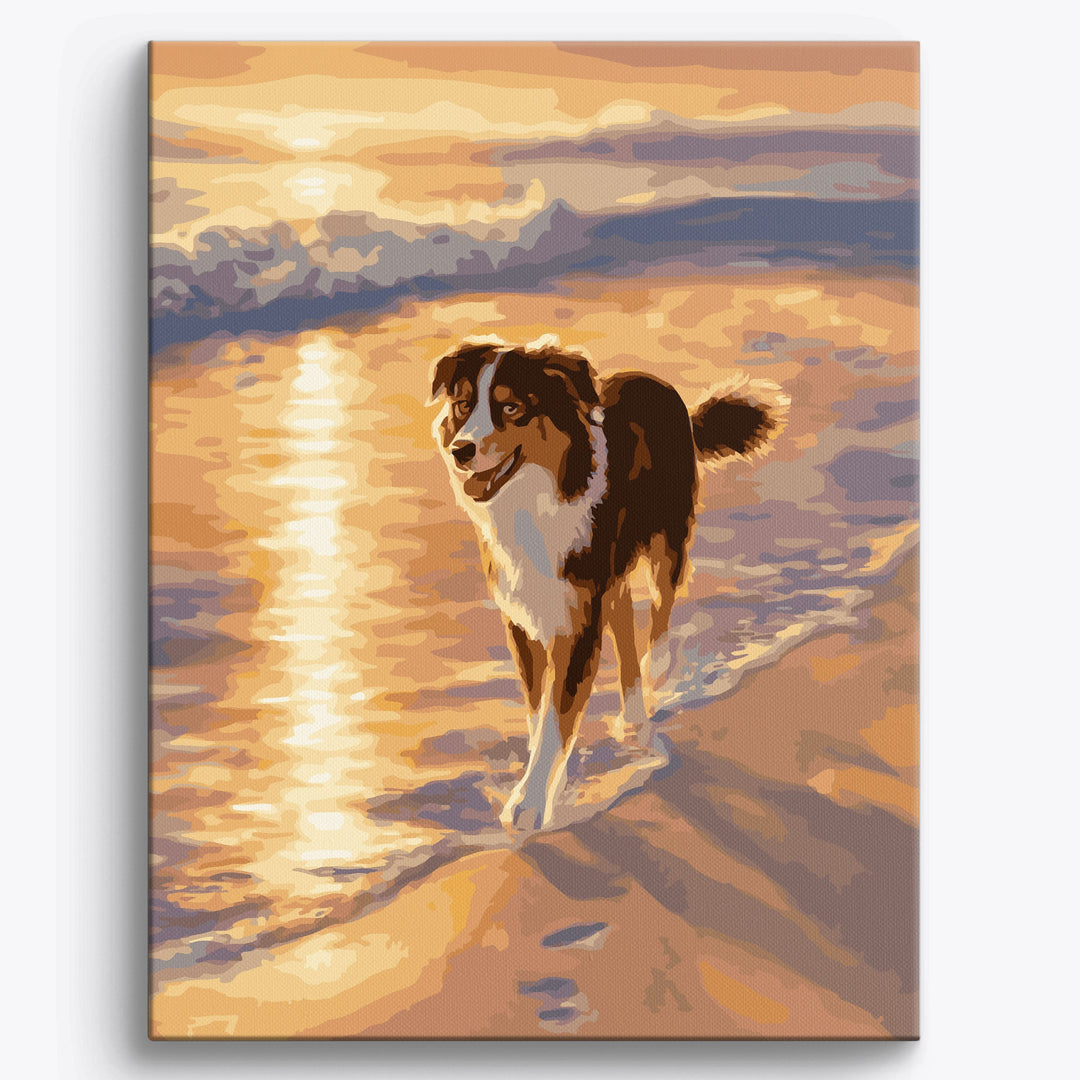 Australian Shepherd Küstenlinie