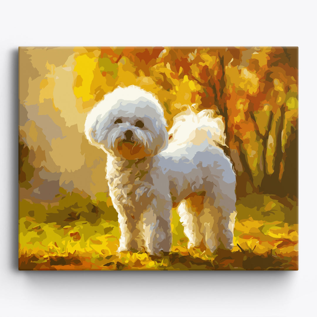 Herbst Bichon Frise