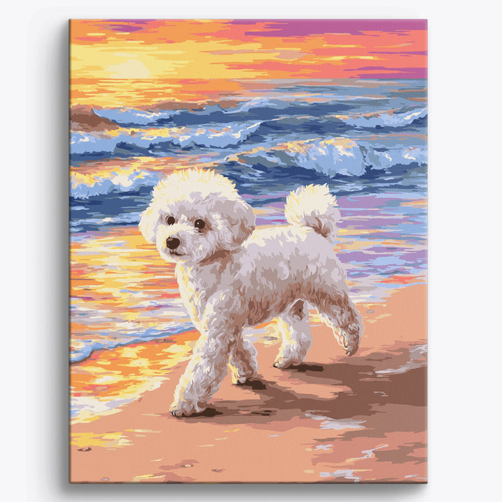 Bichon Frise Strand