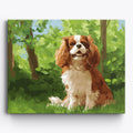 Cavalier King Forest