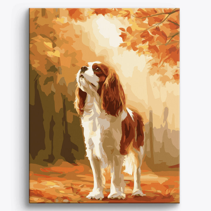Cavalier King – Jesień