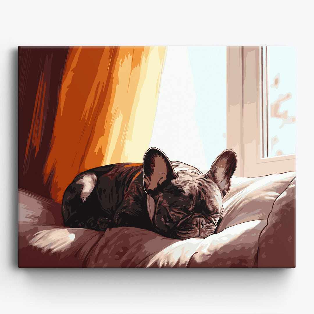 Französische Bulldogge Sonnenlicht