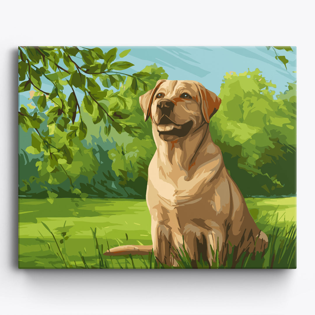 Labrador retriever na łące