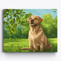 Labrador retriever na łące