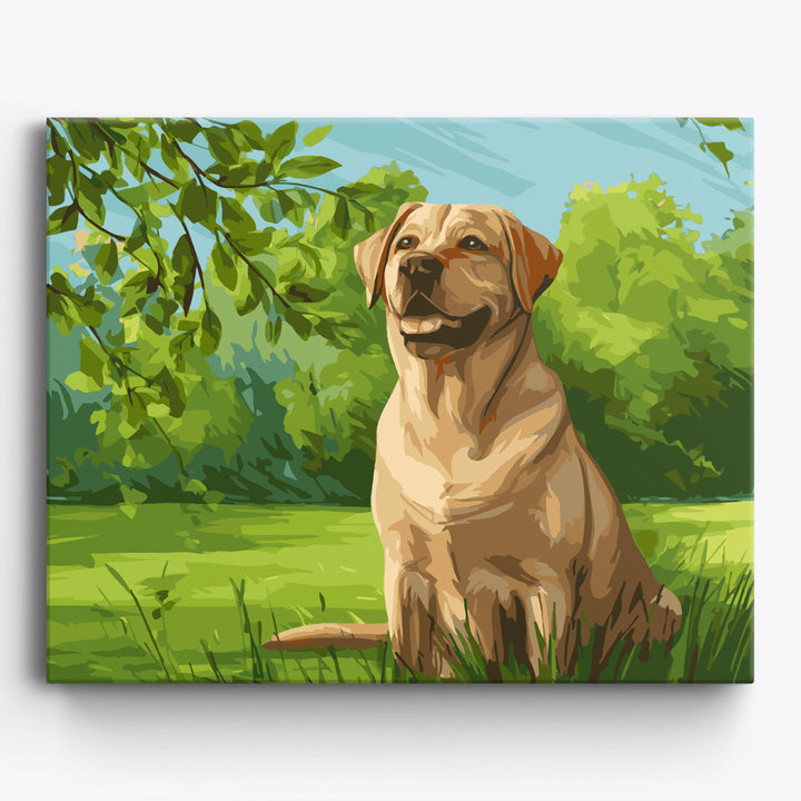 Labrador retriever na łące