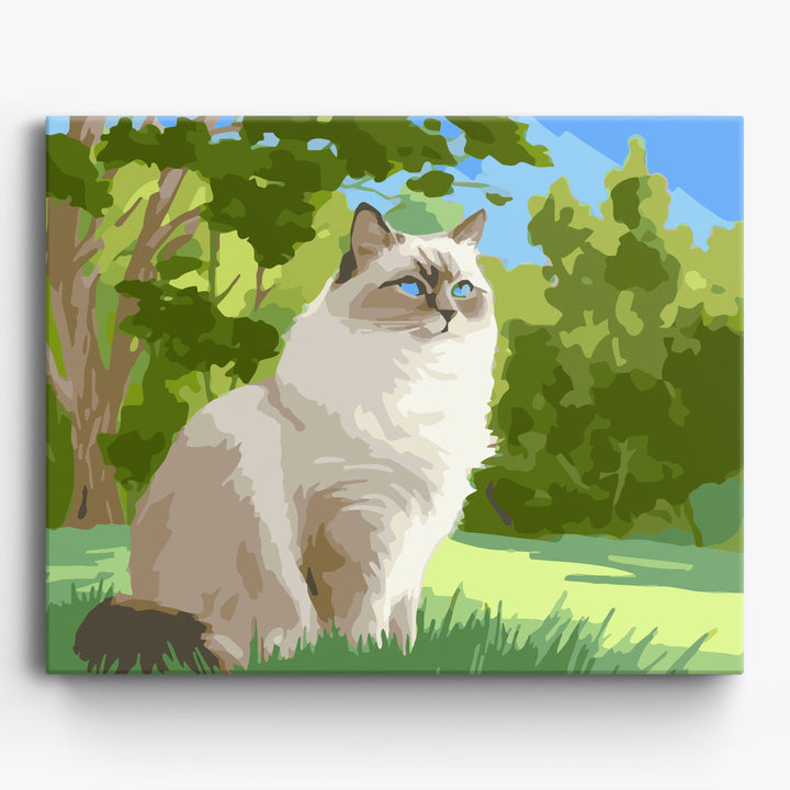 Ragdoll-Prärie