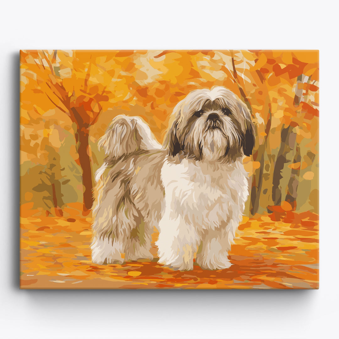 Shih Tzu Spaziergang