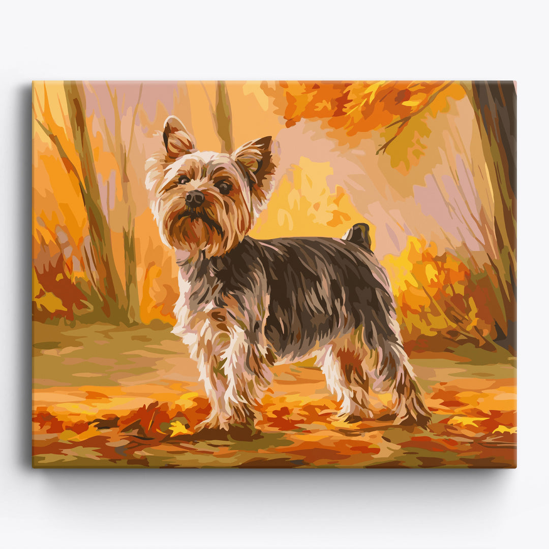 Dumny yorkshire terrier