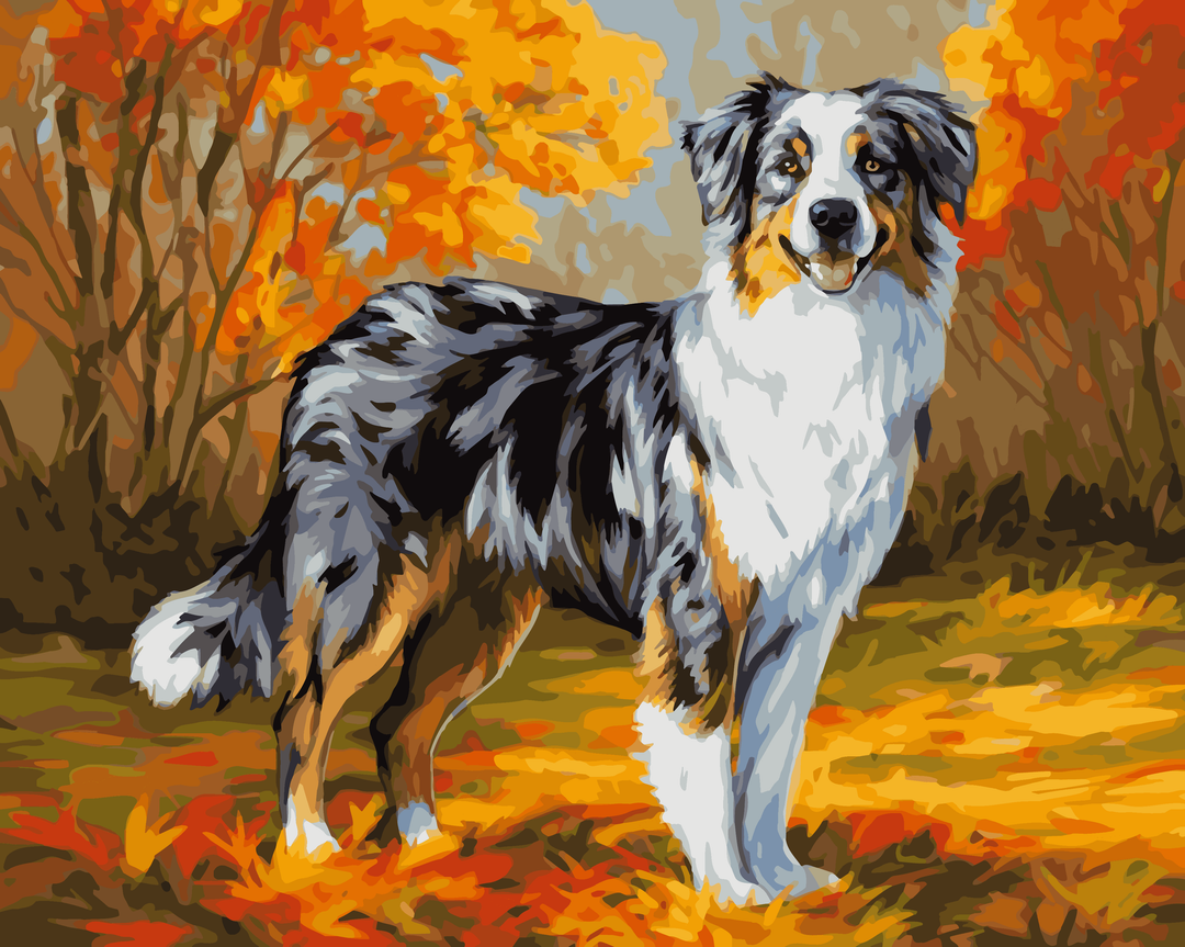 Herbst Australian Shepherd