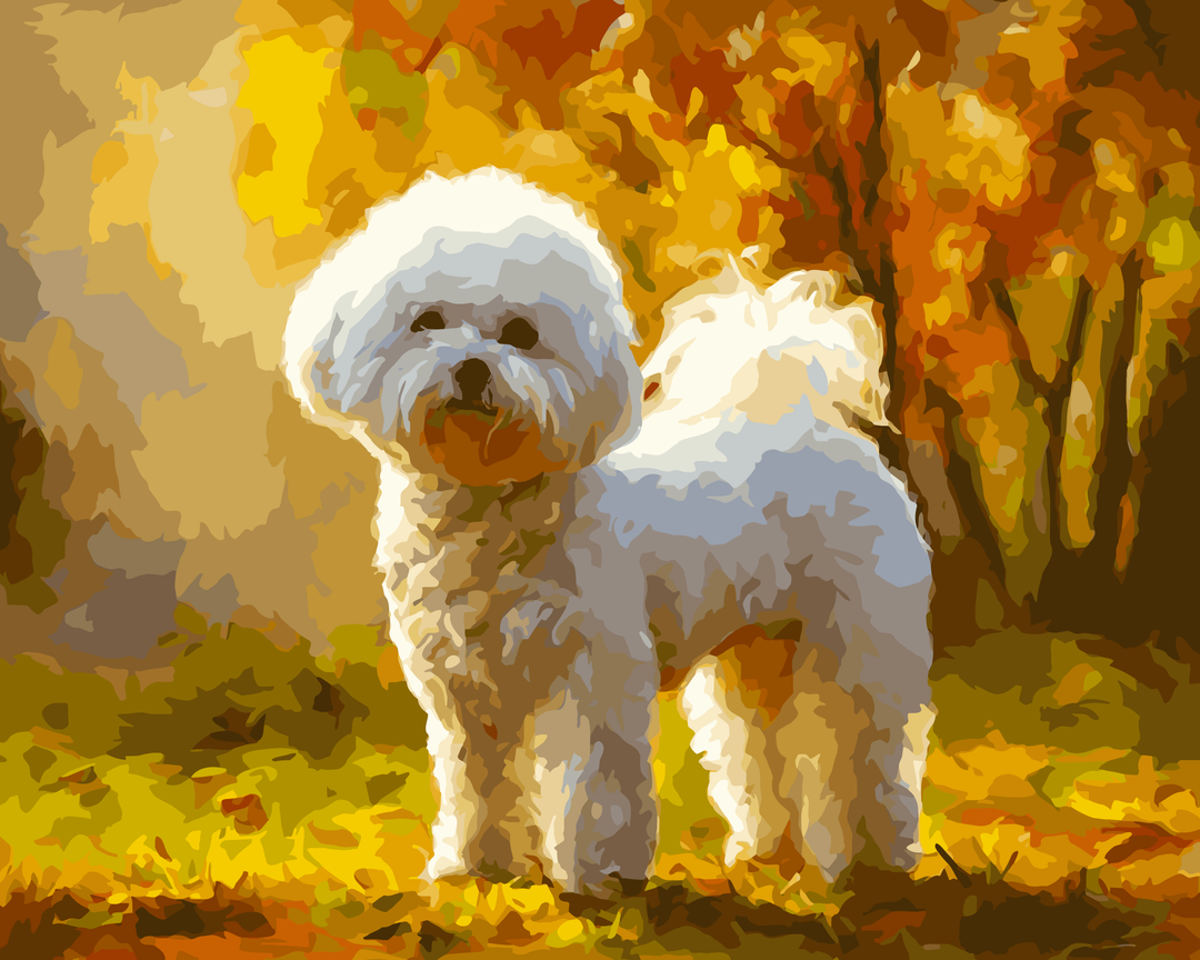 Herbst Bichon Frise