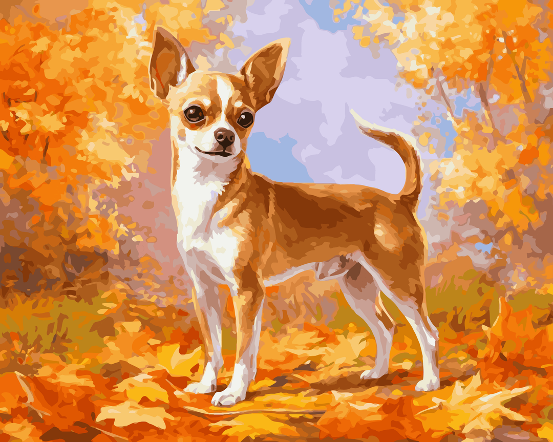 Herbst Chihuahua