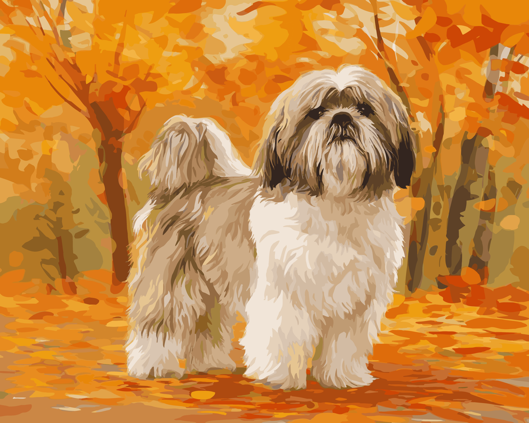 Shih Tzu Spaziergang