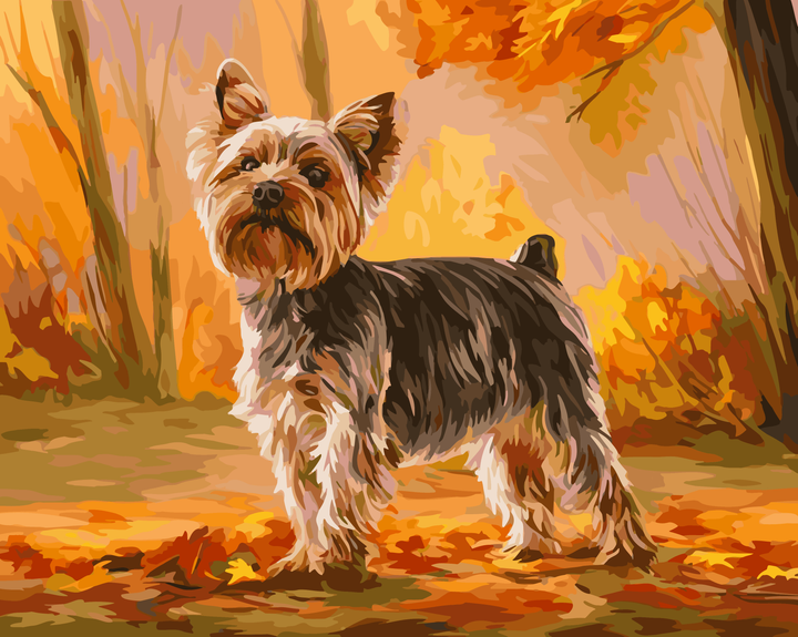 Dumny yorkshire terrier