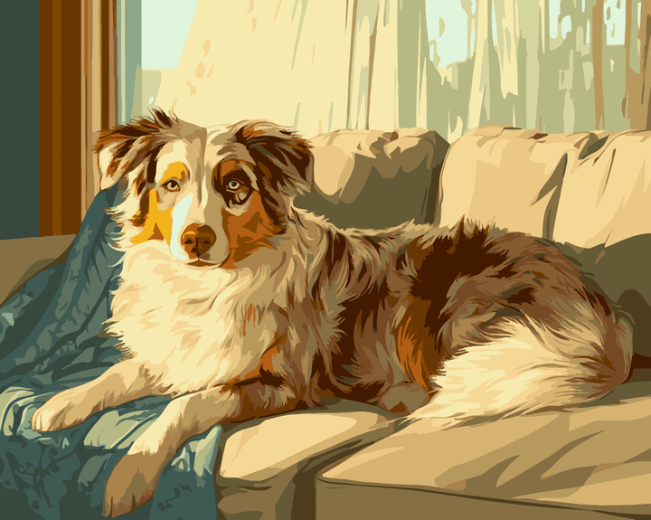 Australian Shepherd Schatten