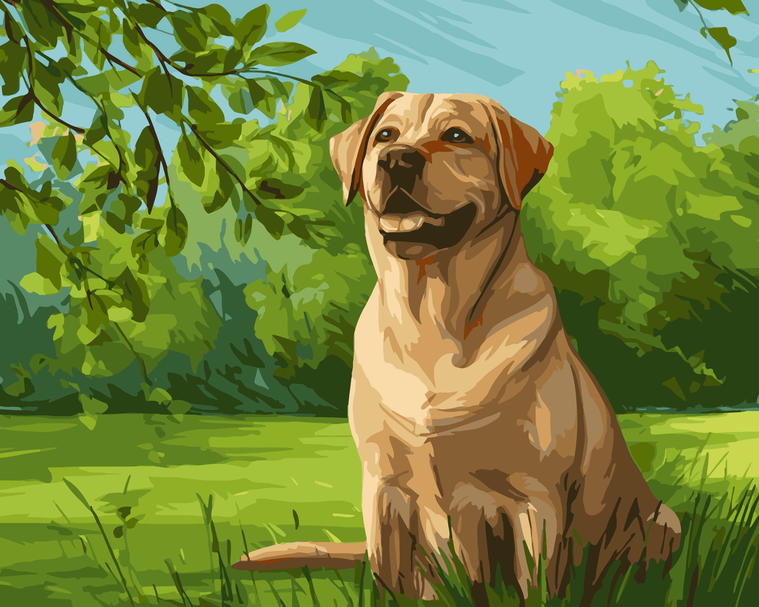 Labrador retriever na łące