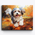 Skaczący havanese w promieniach słońca