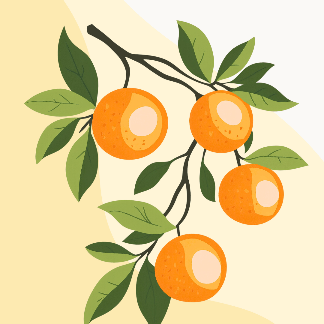 Erfrischende Orangen