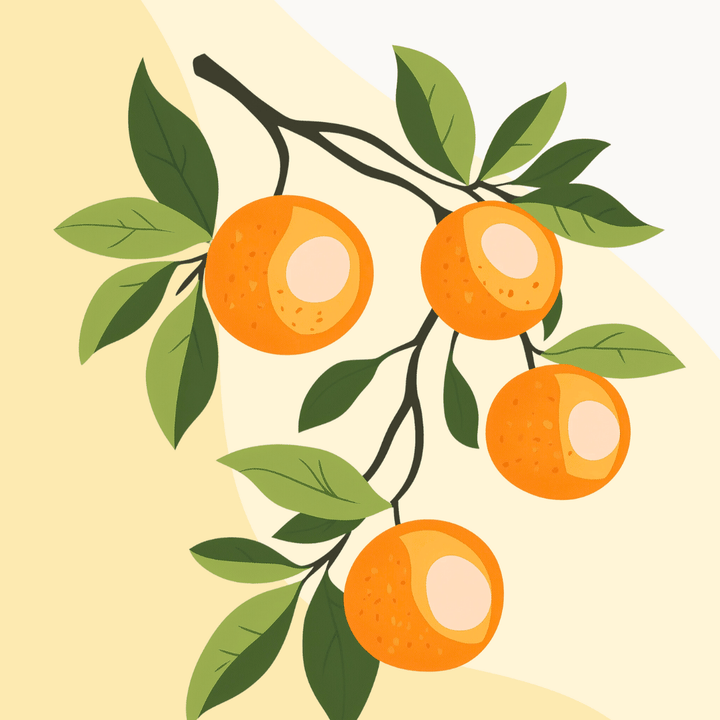 Erfrischende Orangen