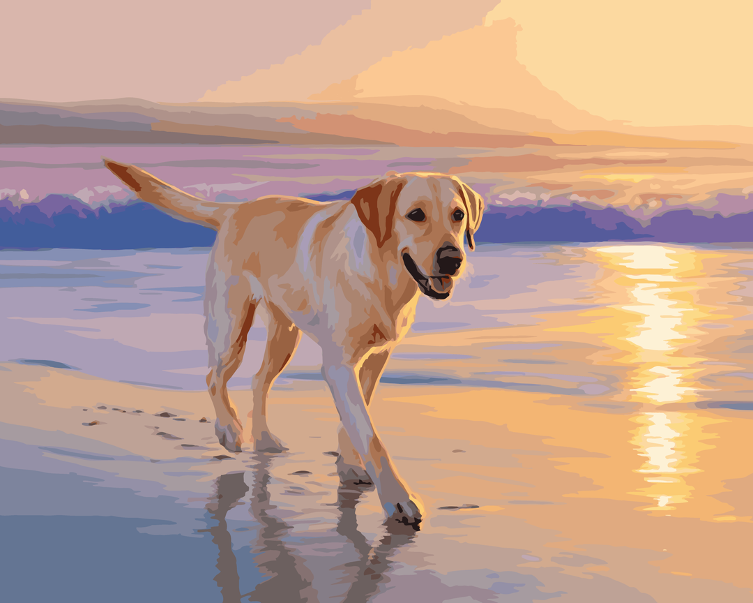 Strandspaziergang mit Labrador