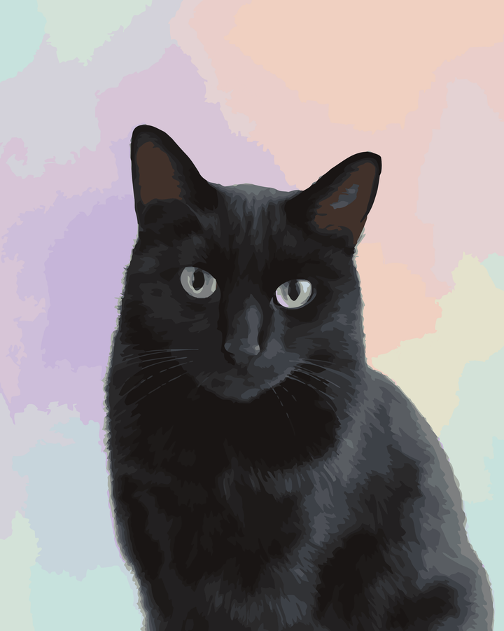 Schwarze Katze Studio Portrait