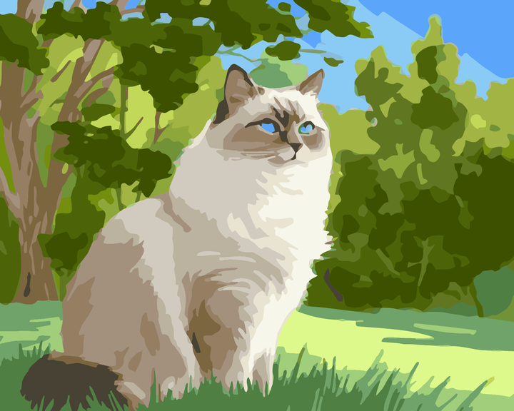Ragdoll-Prärie